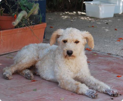 YUKI, parece X de perro de aguas blanca 1 año. Alicante A_5501315940400