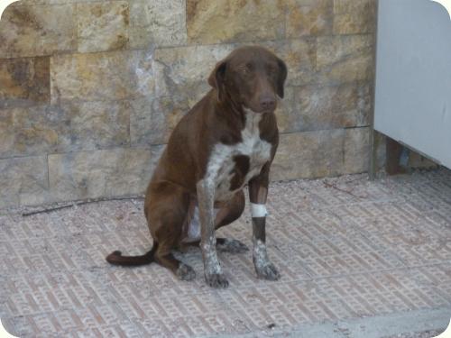 MERCE, perrita de unos 2 años. Está en la CALLE. Alicante. ADOPTADA!!!!!!! A_971263600549