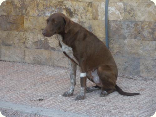 MERCE, perrita de unos 2 años. Está en la CALLE. Alicante. ADOPTADA!!!!!!! A_971263600605