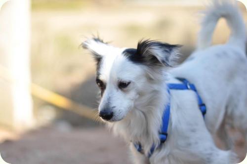 TAZI, macho de 9 años, tamaño pequeño. Su antiguo dueño esta ingresado en una residencia geriatrica y buscan un adoptante para el perrito que viva cerca de la zona, para que pueda visitar a su anterior dueño...   Alicante (PE) A_981291307546