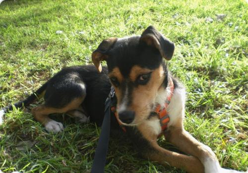 ADOPTADO!!! Dino, mix cariñoso de tamaño pequeño y 6 meses de edad. Salva una vida (PE) A_2821323677359