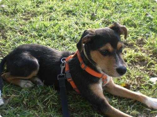 ADOPTADO!!! Dino, mix cariñoso de tamaño pequeño y 6 meses de edad. Salva una vida (PE) A_2821323677379