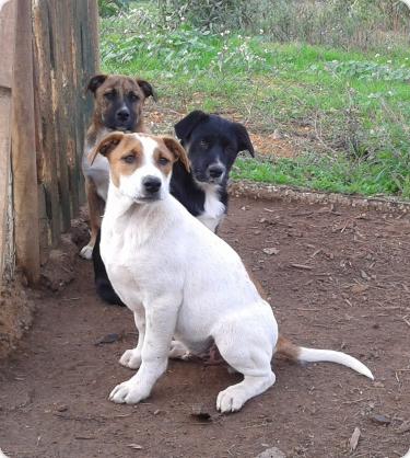 ADOPTADOS-¡¡Más acogidas para cachorros de Salva una vida!!. A_2991322560422