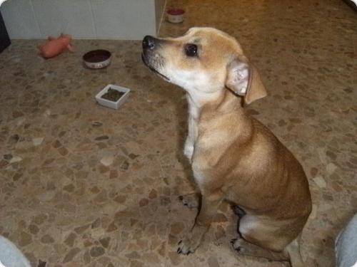 CACHORRO - Hugo, cachorro x de ratonero. Salva una Vida (PE) A_3331326017646