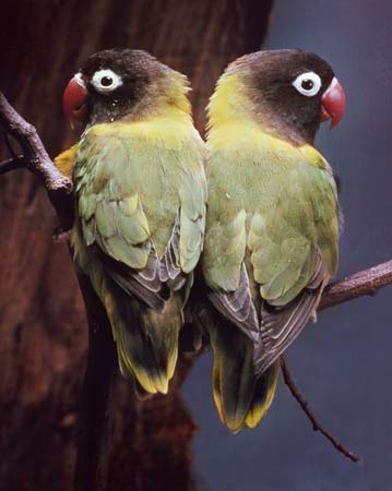 Animal Lovebirds-agapornis-personata