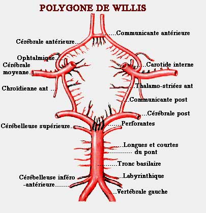 Concours 2013 Anat du cou Polygonnetter