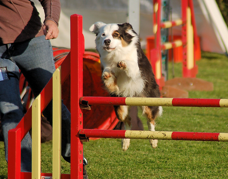 Photos Hobby Dog Rocourt le 20/09/08 380582239_eiqck-L