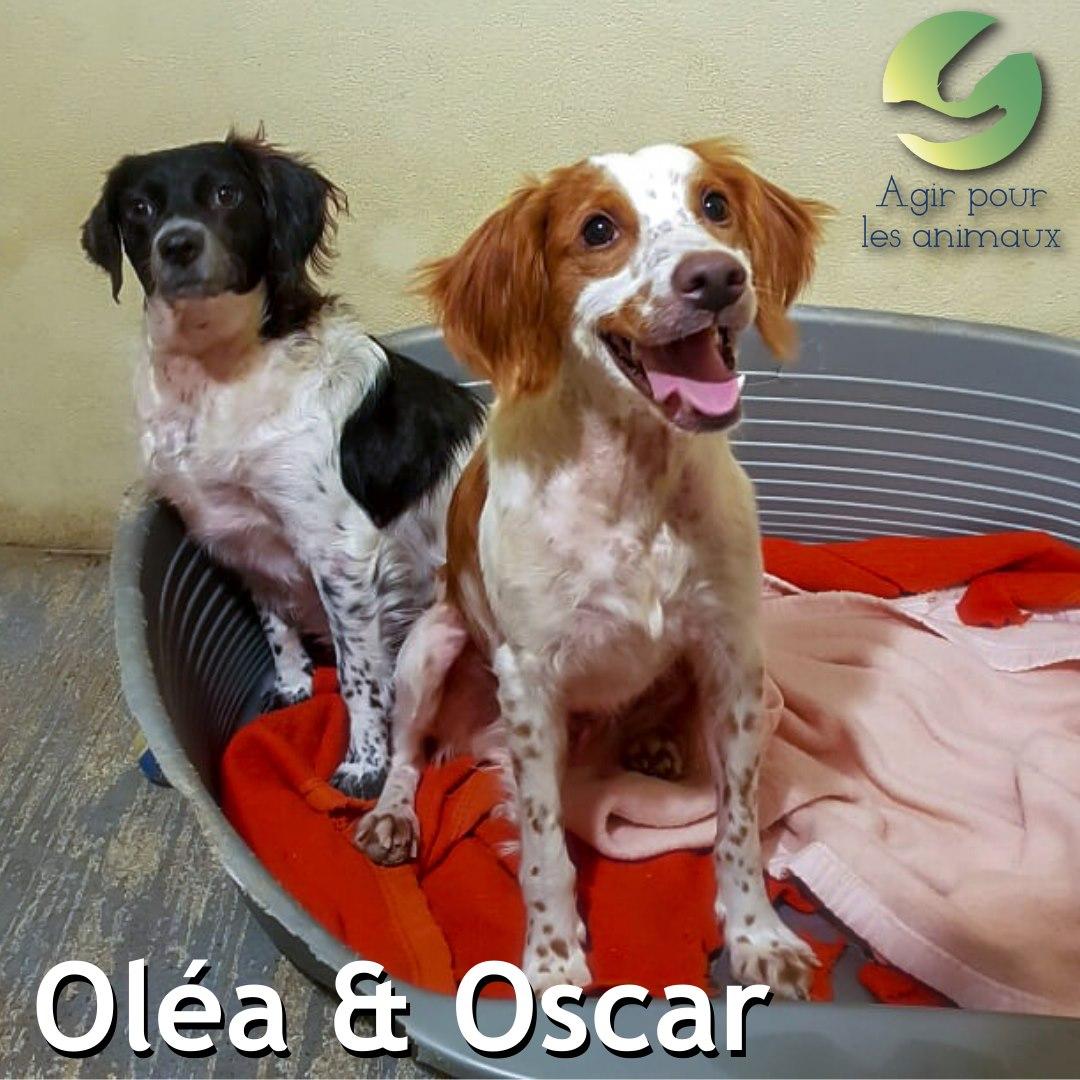 OLEA 2 ans et OSCAR  4 ans - epagneul breton - Agir pour les Animaux à Castelginest (31) Olea-et-oscar