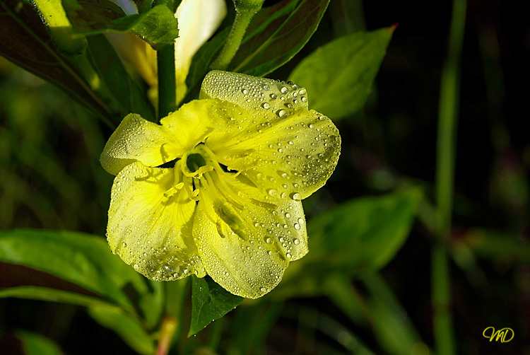 Perles de rosée Newrosee