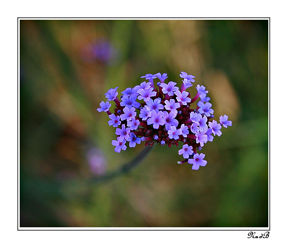 Une belle du jardin Copiefleurbleu