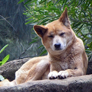 Aussie Dingo vs American Dingo  WHO WINS!? Dingo_wild_animals