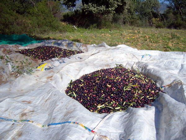 Fruits et delices de Kabylie Excgmyqd