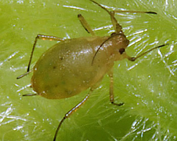 Bộ sưu tập Côn trùng - Page 11 Green%20peach%20aphid-Myzus%20persicae-wingless%20female