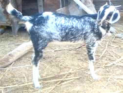 வெள்ளாடு வளர்ப்பு பண்ணை  Ani_goat_breeds%20of%20goat_clip_Kodi