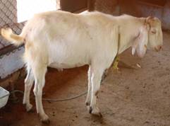 வெள்ளாடு வளர்ப்பு பண்ணை  Ani_goat_breeds%20of%20goat_clip_Tamunapuri