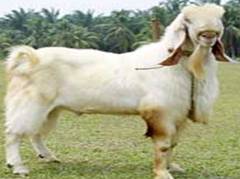 வெள்ளாடு வளர்ப்பு பண்ணை  Ani_goat_breeds%20of%20goat_clip_Tellicherry