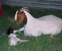 வெள்ளாடு வளர்ப்பு பண்ணை  Ani_goat_reproduction_clip_image001_0002