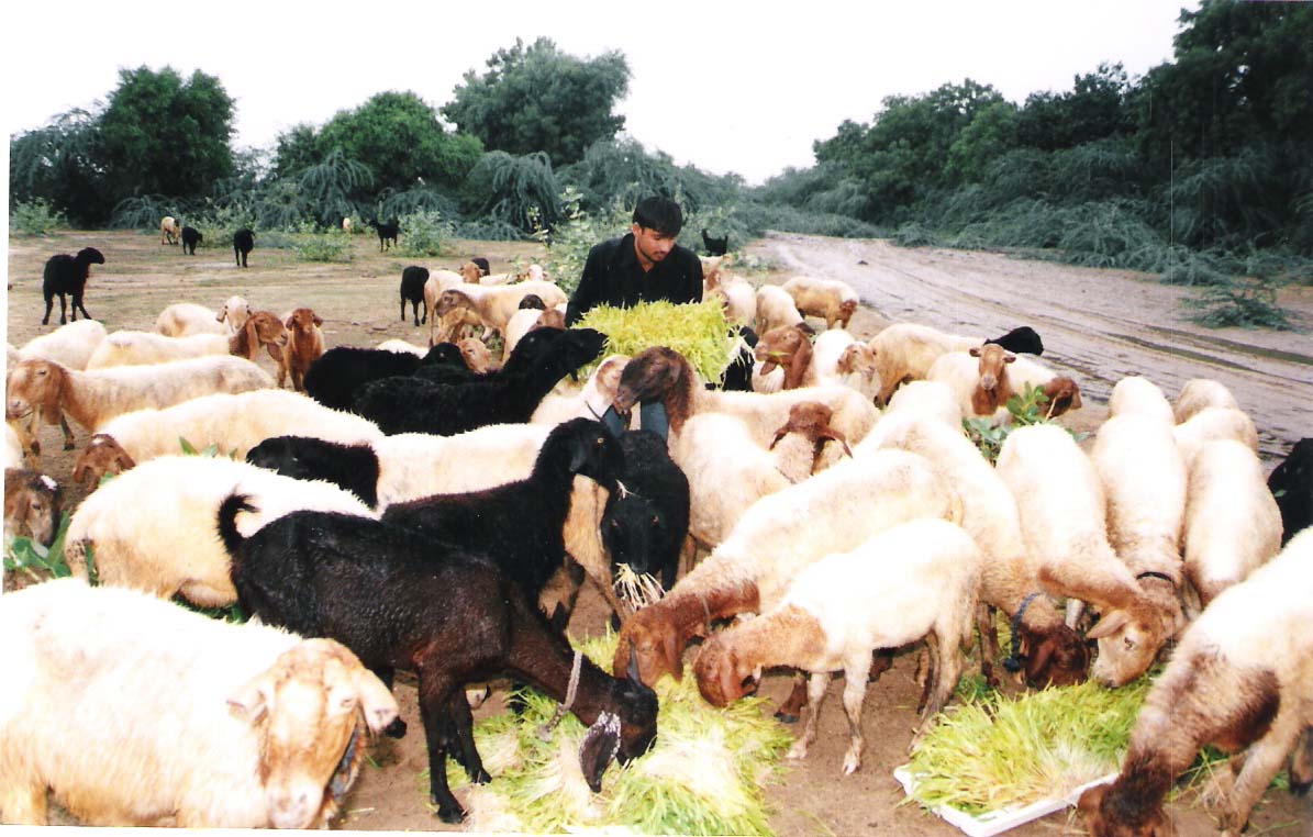 வெள்ளாடு வளர்ப்பு பண்ணை  Goat%20feeding