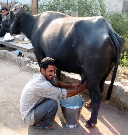 எருமையின் விலை ரூ.7 கோடி﻿ Milkman_copy