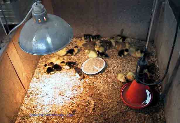 நண்பர்களோ முட்டை கோழி வளர்ப்பு பத்தி  சொல்ல முடியுமா Poultry_chick_brooder