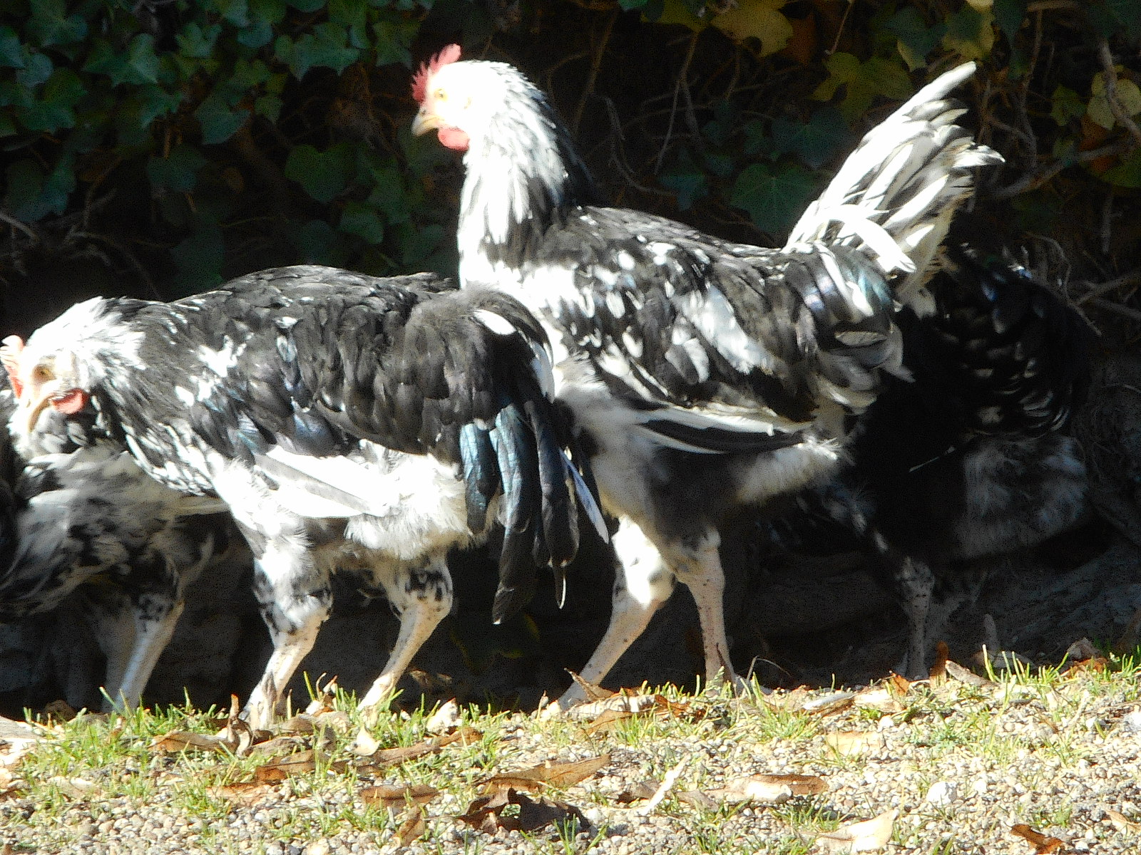 poussins - Les poussins ont grandi 88a913a4841f5b4447b8