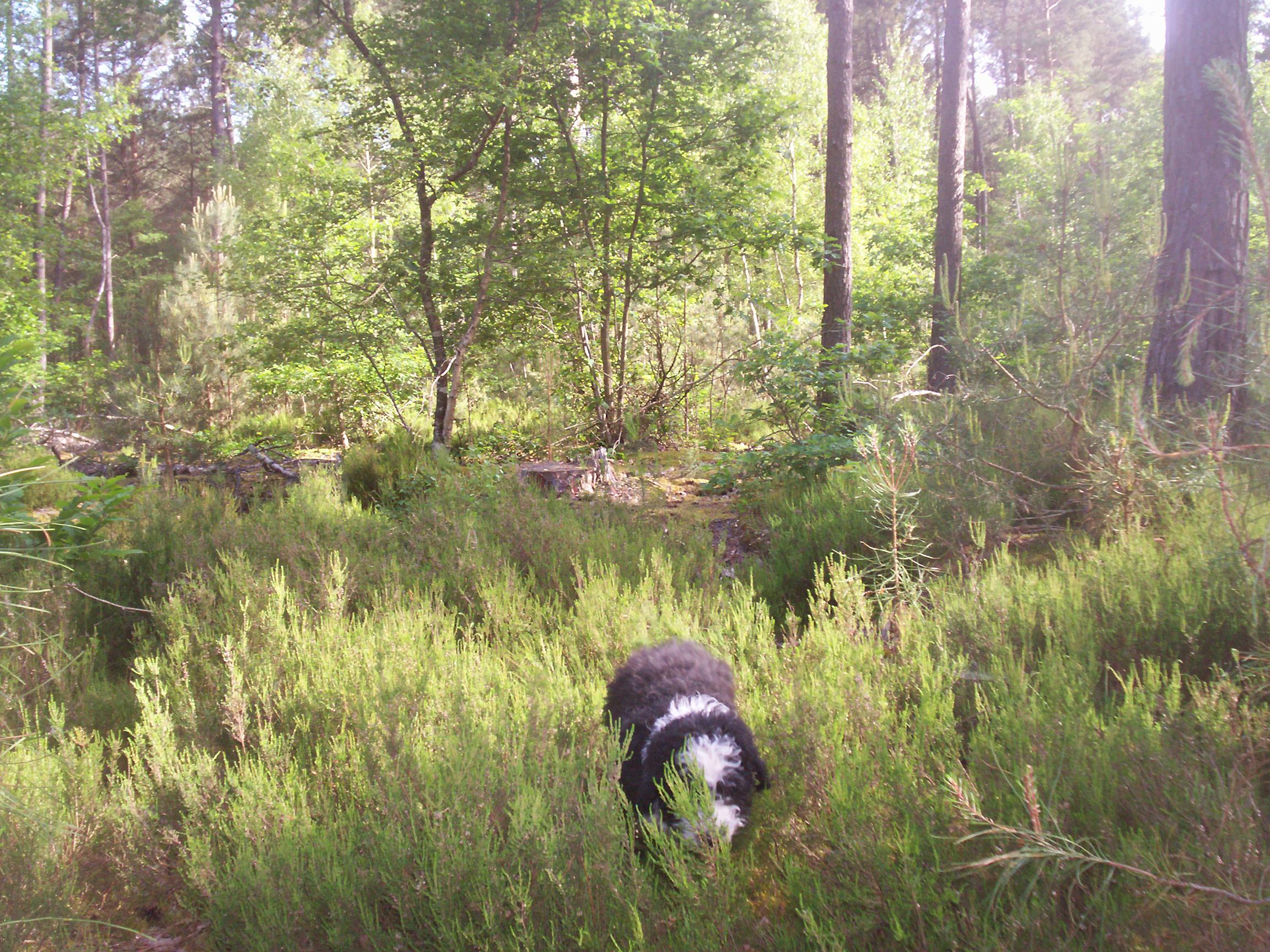 Un p'ti coin tranquille en forêt A2c61c19bc46a79a0619