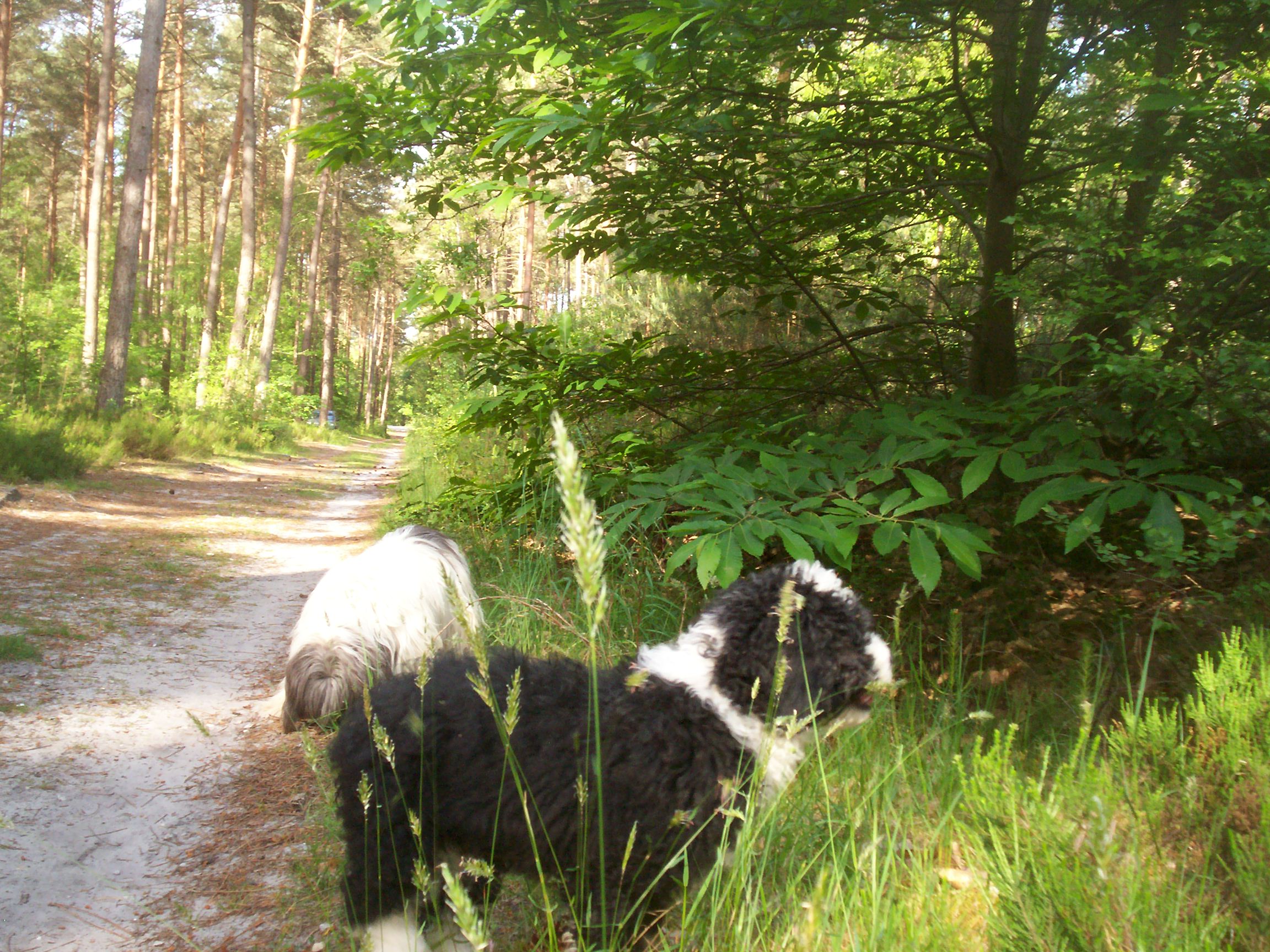 Un p'ti coin tranquille en forêt C27bcce05b0407804521