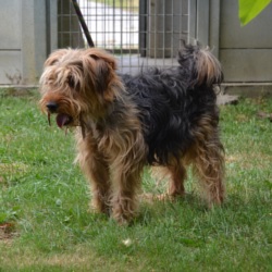 JASPER - x griffon 3 ans - AID à Chateaubriant (44) 1072_croise_griffon1