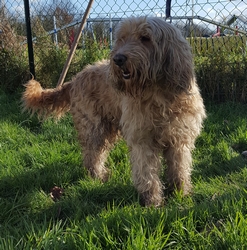 CAPONE - griffon 11 ans - AID Animaux à Chateaubriant (44) 1161_capone1