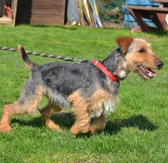 INKY - x fox terrier 4 ans - AID Animaux à Chateaubriant (44) 1279_inky1