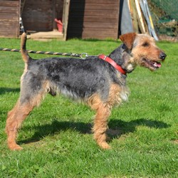 INKY - x fox terrier 4 ans - AID Animaux à Chateaubriant (44) 1279_inky2