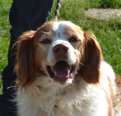 FORBAN - epagneul breton 9 ans -AID Animaux à Chateaubriant (44) 1285_forban