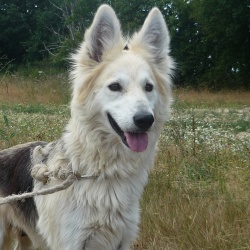 BOUNTY x berger husky (f) très douce et sociable REF (44)  ADOPTEE 484_bounty2