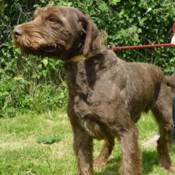 chateaubriant - BENJI croisé Griffon Korthal  12 ans (7 ans de refuge)  -  Refuge de CHATEAUBRIANT (44) 532_benji1