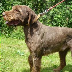 chateaubriant - BENJI croisé Griffon Korthal  12 ans (7 ans de refuge)  -  Refuge de CHATEAUBRIANT (44) 532_benji2