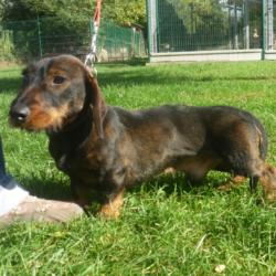 GASPER - teckel 2 ans - AID Animaux à Chateaubriant (44) 742_gasper2