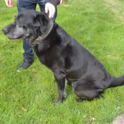 AZUR - x labrador 13 ans - AID Animaux  à Chateaubriant (44) 933_azur1