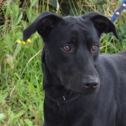 HOEDIC - x beauceron/labrador 6 ans - AID Animaux à Chateaubriant (44) 968_croise_beauceron