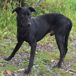 HOEDIC - x beauceron/labrador 6 ans - AID Animaux à Chateaubriant (44) 968_croise_beauceron1