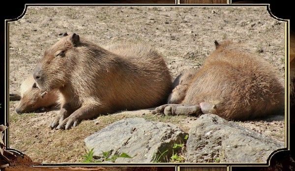 Animaux du zoo de Beauval (suite) 0407216d