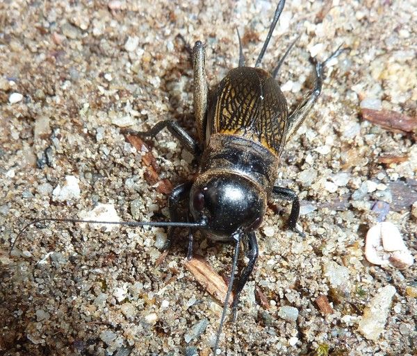 la prière du chien+la légende des papillons+ 29e5f491