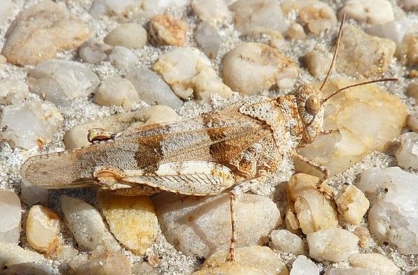 la prière du chien+la légende des papillons+ 2a616a1d