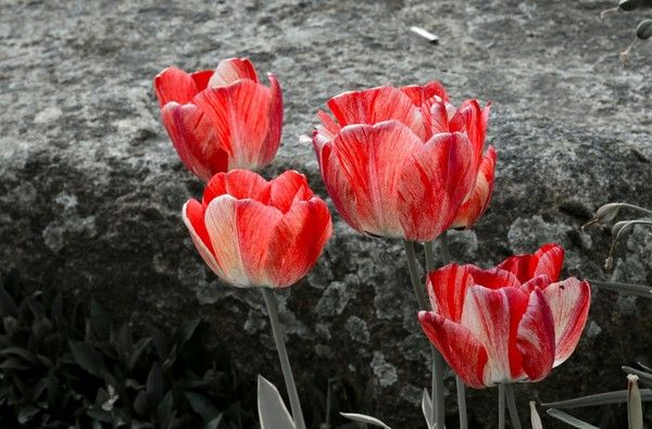 Fleurs de différents pays (un peu de tout avec historiques) + astrologie 3df5ef57