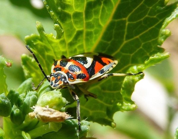 la prière du chien+la légende des papillons+ 5625a8a9