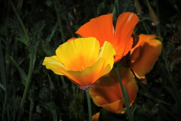 fleurs - Fleurs de différents pays (un peu de tout avec historiques) + astrologie 56e3f320