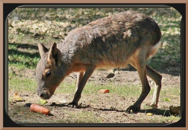 Animaux du zoo de Beauval (suite) 746cd32a