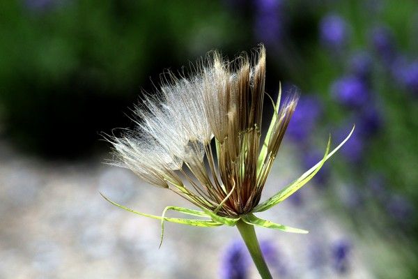 fleurs - Fleurs de différents pays (un peu de tout avec historiques) + astrologie 767cd392