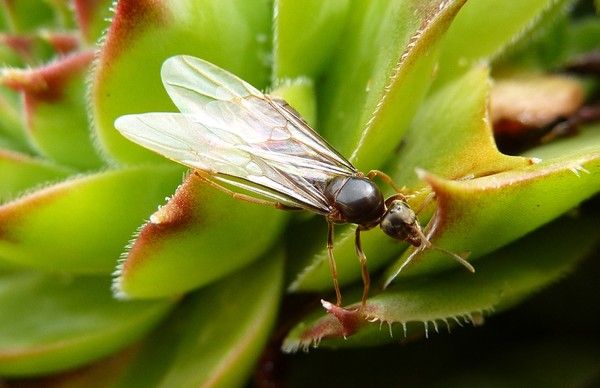  faune et fleurs " (insectes,un peu de tout,photos et textes) 90a9198a