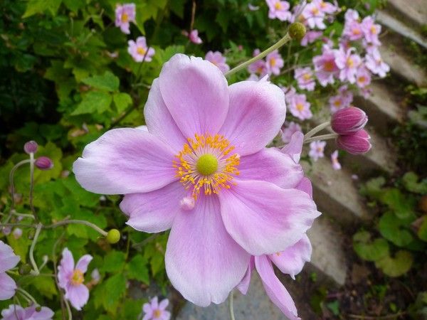 fleurs - Photos les fleurs,arbre,arbustre "(texte et photos suite....) 98d861ab