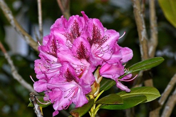 Fleurs de différents pays (un peu de tout avec historiques) + astrologie 9c927cdf